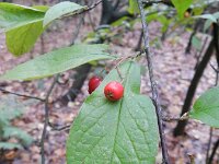 Cotoneaster bullatus 6, Grote boogcotoneaster, Saxifraga-Rutger Barendse