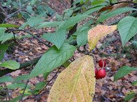 Cotoneaster bullatus 7, Grote boogcotoneaster, Saxifraga-Rutger Barendse