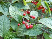 Cotoneaster bullatus 8, Grote boogcotoneaster, Saxifraga-Rutger Barendse