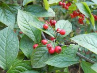 Cotoneaster bullatus 8, Saxifraga-Rutger Barendse