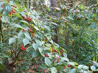 Cotoneaster bullatus 9, Grote boogcotoneaster, Saxifraga-Rutger Barendse