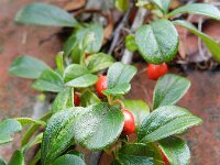Cotoneaster dammeri 7, Tapijtcotoneaster, Saxifraga-Rutger Barendse