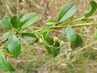 Cotoneaster dammeri 8, Tapijtcotoneaster, Saxifraga-Rutger Barendse