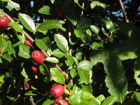 Cotoneaster divaricatus