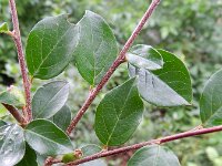 Cotoneaster divaricatus 10, Uitgespreide cotoneaster,  Saxifraga-Rutger Barendse