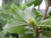 Cotoneaster divaricatus 11, Uitgespreide cotoneaster,  Saxifraga-Rutger Barendse