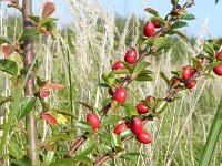 Cotoneaster divaricatus 12, Uitgespreide cotoneaster,  Saxifraga-Rutger Barendse