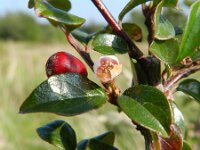 Cotoneaster divaricatus 13, Uitgespreide cotoneaster,  Saxifraga-Rutger Barendse