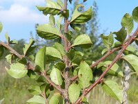Cotoneaster divaricatus 14, Uitgespreide cotoneaster,  Saxifraga-Rutger Barendse