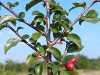 Cotoneaster divaricatus 15, Uitgespreide cotoneaster,  Saxifraga-Rutger Barendse