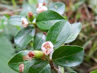 Cotoneaster divaricatus 16, Uitgespreide cotoneaster,  Saxifraga-Rutger Barendse
