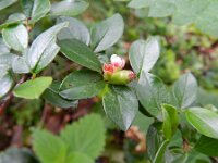 Cotoneaster divaricatus 17, Uitgespreide cotoneaster,  Saxifraga-Rutger Barendse