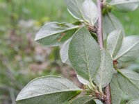 Cotoneaster divaricatus 18, Uitgespreide cotoneaster,  Saxifraga-Rutger Barendse