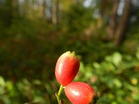 Cotoneaster divaricatus 2, Uitgespreide cotoneaster,  Saxifraga-Rutger Barendse