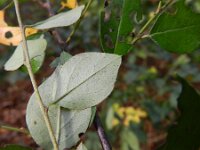 Cotoneaster divaricatus 3, Uitgespreide cotoneaster,  Saxifraga-Rutger Barendse