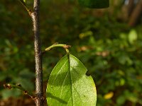 Cotoneaster divaricatus 4, Uitgespreide cotoneaster,  Saxifraga-Rutger Barendse