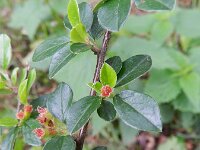 Cotoneaster divaricatus 5, Uitgespreide cotoneaster,  Saxifraga-Rutger Barendse