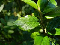 Cotoneaster divaricatus 6, Uitgespreide cotoneaster,  Saxifraga-Rutger Barendse