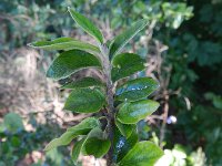 Cotoneaster divaricatus 7, Uitgespreide cotoneaster,  Saxifraga-Rutger Barendse