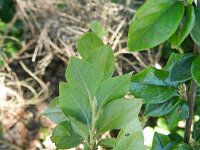 Cotoneaster divaricatus 8, Uitgespreide cotoneaster,  Saxifraga-Rutger Barendse