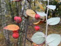 Cotoneaster divaricatus 9, Uitgespreide cotoneaster,  Saxifraga-Rutger Barendse