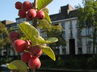 Cotoneaster fangianus
