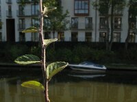 Cotoneaster fangianus 2, Saxifraga-Rutger Barendse