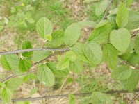 Cotoneaster fangianus 3, Fangs cotoneaster, Saxifraga-Rutger Barendse