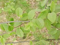Cotoneaster fangianus 3, Saxifraga-Rutger Barendse