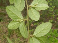 Cotoneaster fangianus 4, Fangs cotoneaster, Saxifraga-Rutger Barendse