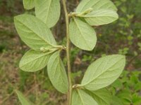 Cotoneaster fangianus 4, Saxifraga-Rutger Barendse