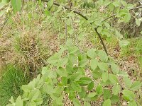 Cotoneaster fangianus 5, Fangs cotoneaster, Saxifraga-Rutger Barendse