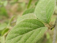 Cotoneaster fangianus 6, Fangs cotoneaster, Saxifraga-Rutger Barendse