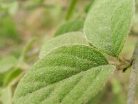 Cotoneaster fangianus 6, Saxifraga-Rutger Barendse