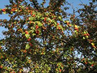 Cotoneaster franchettii