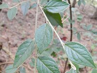 Cotoneaster franchetii 10, Franchet’s cotoneaster,  Saxifraga-Rutger Barendse