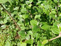 Cotoneaster franchetii 11, Franchet’s cotoneaster,  Saxifraga-Rutger Barendse