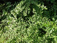 Cotoneaster franchetii 12, Franchet’s cotoneaster,  Saxifraga-Rutger Barendse