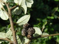 Cotoneaster franchetii 13, Franchet’s cotoneaster,  Saxifraga-Rutger Barendse