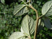 Cotoneaster franchetii 14, Franchet’s cotoneaster,  Saxifraga-Rutger Barendse