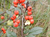 Cotoneaster franchetii 15, Franchet’s cotoneaster,  Saxifraga-Rutger Barendse