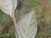 Cotoneaster franchetii 16, Franchet’s cotoneaster,  Saxifraga-Rutger Barendse