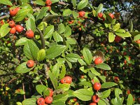 Cotoneaster franchetii 17, Franchet’s cotoneaster,  Saxifraga-Rutger Barendse