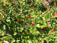 Cotoneaster franchetii 18, Franchet’s cotoneaster,  Saxifraga-Rutger Barendse