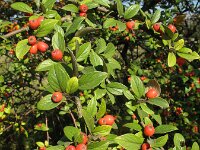 Cotoneaster franchetii 2, Franchet’s cotoneaster,  Saxifraga-Rutger Barendse