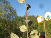 Cotoneaster franchetii 3, Franchet’s cotoneaster,  Saxifraga-Rutger Barendse