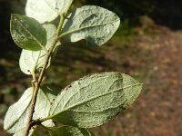 Cotoneaster franchetii 5, Franchet’s cotoneaster,  Saxifraga-Rutger Barendse