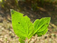 Cotoneaster franchetii 6, Franchet’s cotoneaster,  Saxifraga-Rutger Barendse