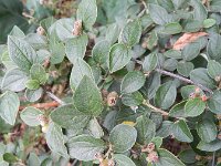 Cotoneaster franchetii 7, Franchet’s cotoneaster,  Saxifraga-Rutger Barendse