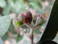 Cotoneaster franchetii 8, Franchet’s cotoneaster,  Saxifraga-Rutger Barendse